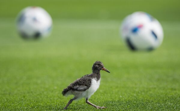 El nacimiento de un bebé panda y otras noticias del mundo animal - Sputnik Mundo