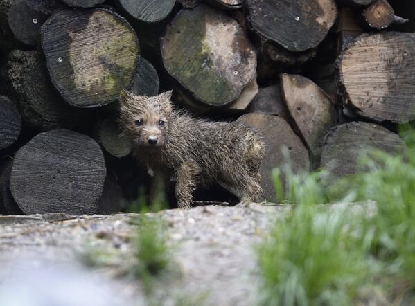El nacimiento de un bebé panda y otras noticias del mundo animal - Sputnik Mundo