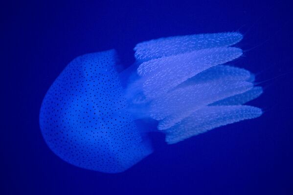 El nacimiento de un bebé panda y otras noticias del mundo animal - Sputnik Mundo