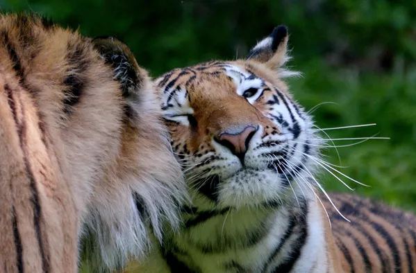 Su majestad el tigre siberiano Su majestad el tigre siberiano - Sputnik Mundo