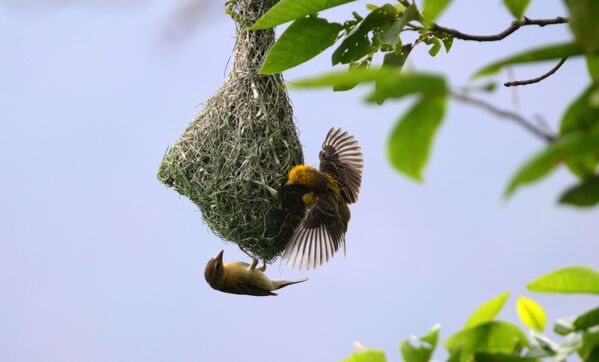 El nacimiento de un bebé panda y otras noticias del mundo animal - Sputnik Mundo