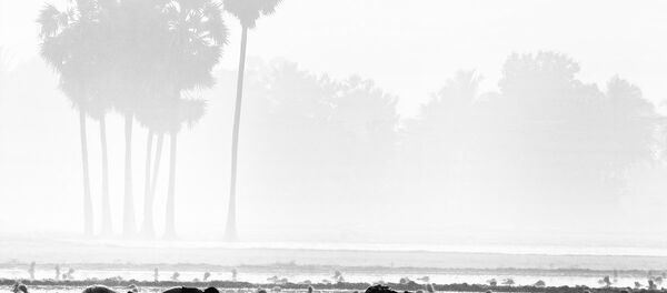 Agricultores de la India - Sputnik Mundo