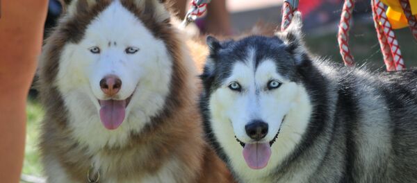 Perros - Sputnik Mundo