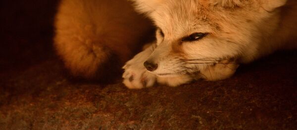 Un feneco - Sputnik Mundo