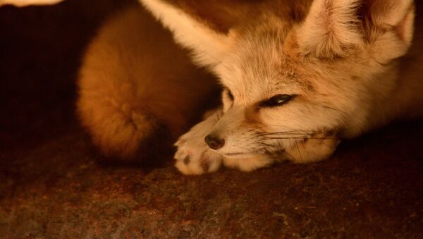 Un feneco - Sputnik Mundo