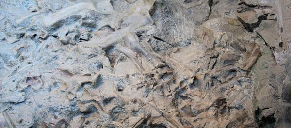 Arqueología - Sputnik Mundo