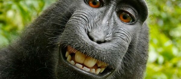 Mono - Sputnik Mundo