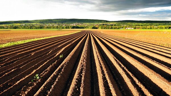 Tierra agrícola - Sputnik Mundo