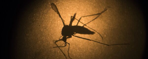 Mosquito Aedes Aegypti - Sputnik Mundo