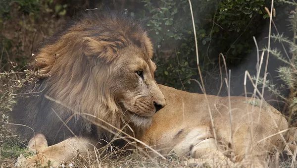 Un león (imagen referencial) - Sputnik Mundo