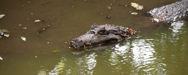 Un caimán - Sputnik Mundo