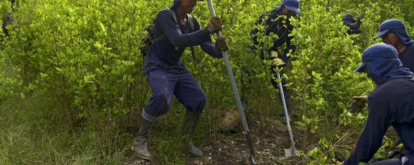 Erradicación de cultivos de coca en Colombia por parte de campesinos Erradicación de cultivos de coca en Colombia por parte de campesinos - Sputnik Mundo