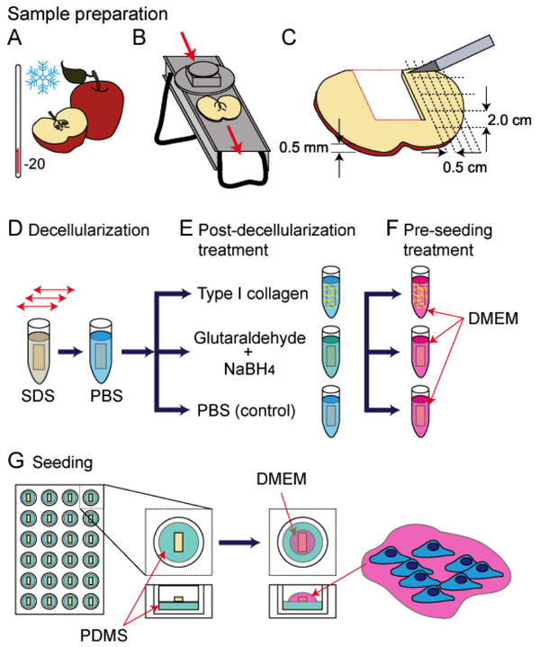 Creación de órganos humanos a partir de manzanas - Sputnik Mundo