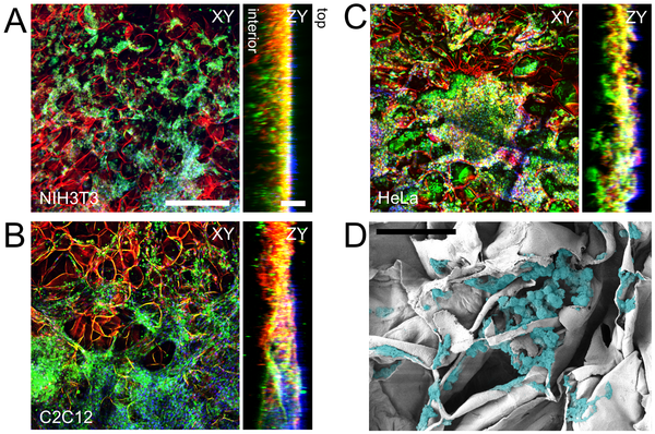 Creación de órganos humanos a partir de manzanas - Sputnik Mundo