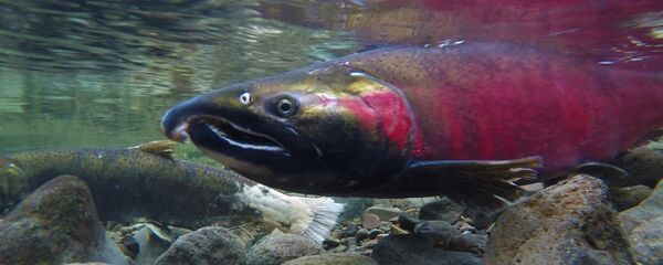 Un salmón Un salmón - Sputnik Mundo