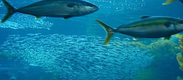 Atún - Sputnik Mundo