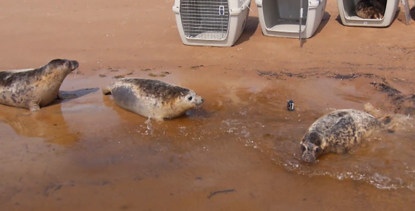 Cinco focas marinas de Rusia encuentran la ansiada libertad - Sputnik Mundo