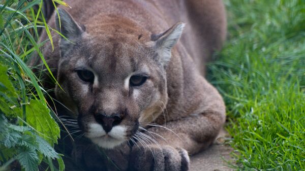 Puma preparado para atacar - Sputnik Mundo