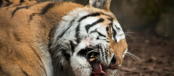 Un tigre - Sputnik Mundo