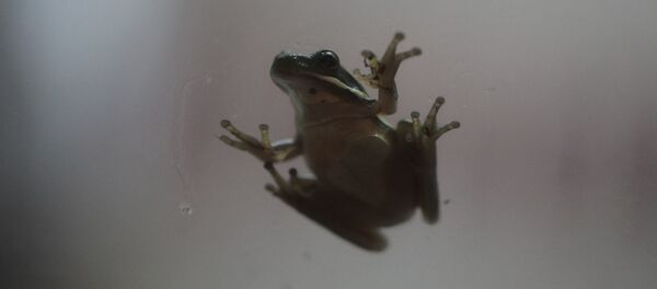 Una rana (archivo) Una rana (archivo) - Sputnik Mundo