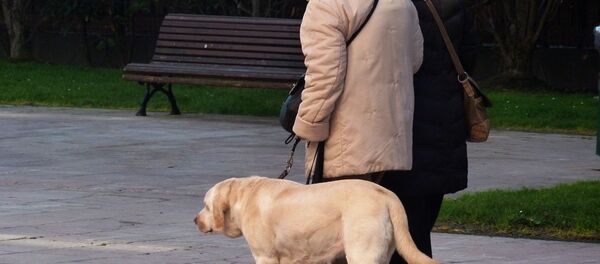 Mascota (imagen referencial) - Sputnik Mundo