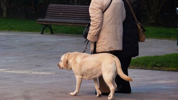 Mascota (imagen referencial) Mascota (imagen referencial) - Sputnik Mundo