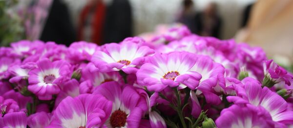 En un entierro - Sputnik Mundo