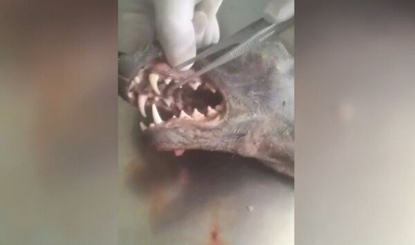 Chupacabras  - Sputnik Mundo