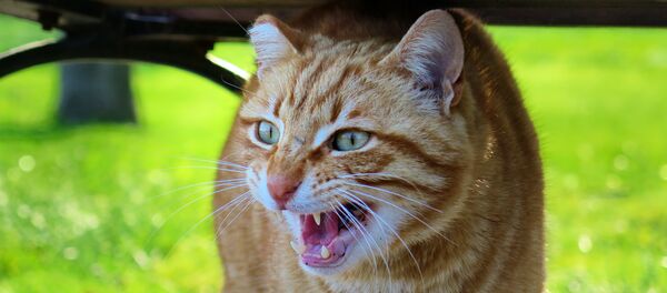 Un gato. (Archivo) Un gato. (Archivo) - Sputnik Mundo