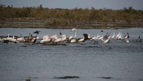 Ciénaga de Zapata - Sputnik Mundo