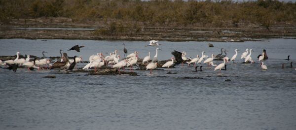 Ciénaga de Zapata Ciénaga de Zapata - Sputnik Mundo