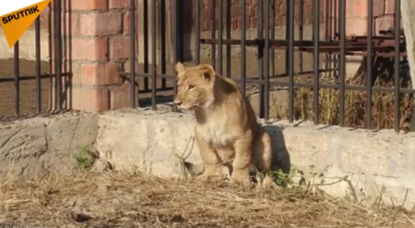 Masha la leona - Sputnik Mundo