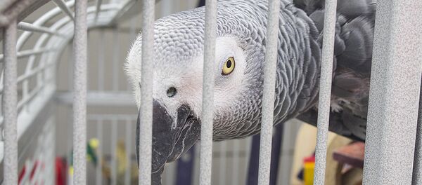 Loro Loro - Sputnik Mundo