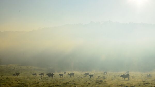 Amanecer con niebla en Valle Hermoso, Argentina - Sputnik Mundo