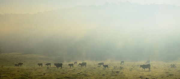 Amanecer con niebla en Valle Hermoso, Argentina - Sputnik Mundo