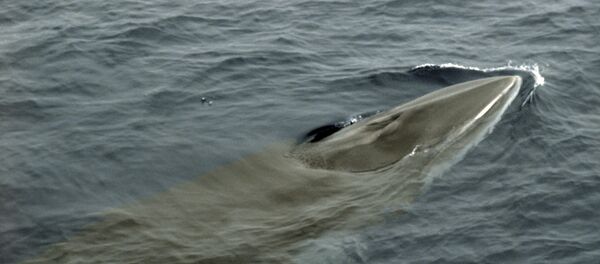 Кит Минке - Sputnik Mundo