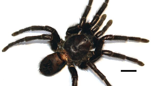 Kankuamo marquezi - Sputnik Mundo