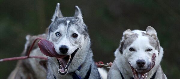 Собачья упряжка во время Aviemore Sled Dog Rally в Шотландии Собачья упряжка во время Aviemore Sled Dog Rally в Шотландии - Sputnik Mundo