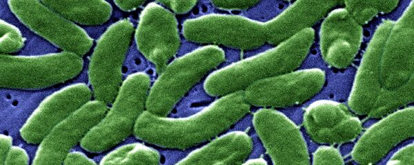 Vibrio Vulnificus - Sputnik Mundo