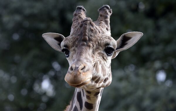 Jirafa en el zoológico de Buenos Aires - Sputnik Mundo