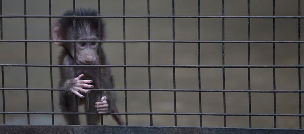 A baby monkey stands inside a cage at the former Buenos Aires Zoo in Argentina, Friday, July 1, 2016. - Sputnik Mundo
