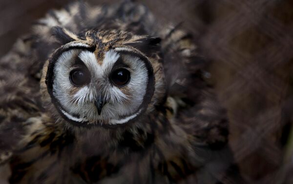Búho en el zoológico de Buenos Aires - Sputnik Mundo