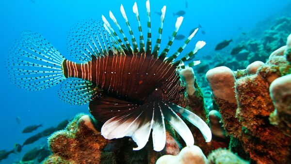 Peces adictos al plástico comprometen el equilibrio oceánico - Sputnik Mundo