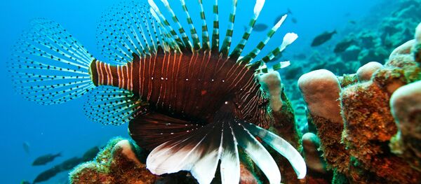 Peces adictos al plástico comprometen el equilibrio oceánico - Sputnik Mundo