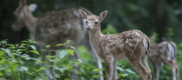 Ciervos en Piedrafita de Jaca, Aragón, España - Sputnik Mundo