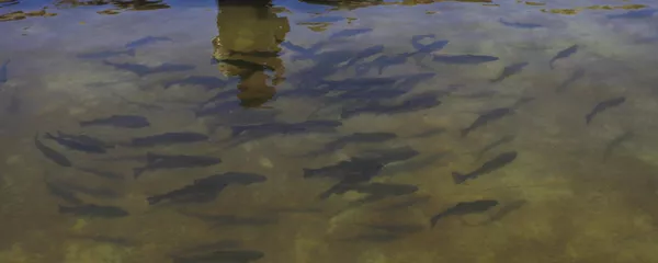 Río Silala Río Silala - Sputnik Mundo