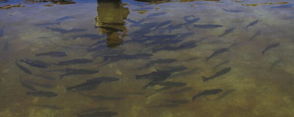 Río Silala - Sputnik Mundo