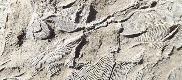 Restos fósiles - Sputnik Mundo