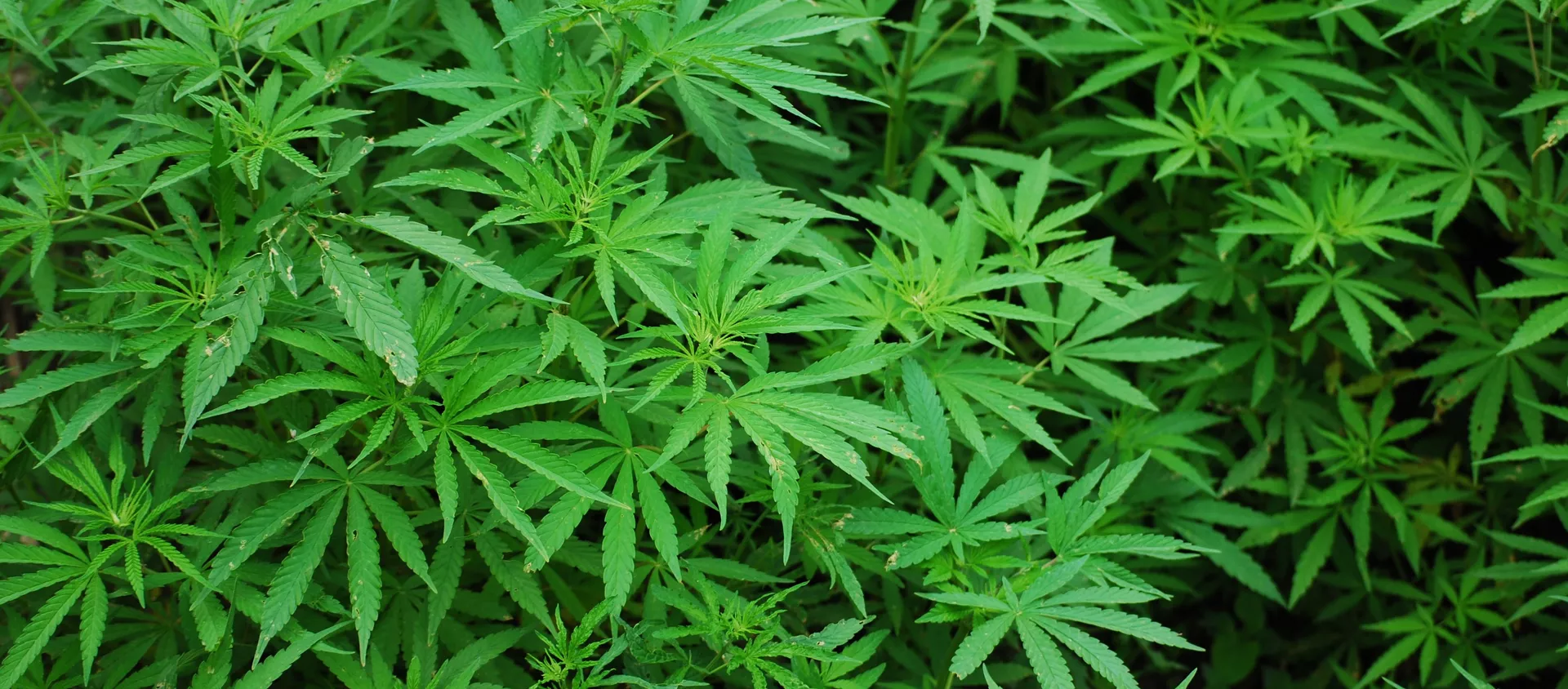 Marihuana (archivo) Marihuana (archivo) - Sputnik Mundo, 1920, 05.12.2020