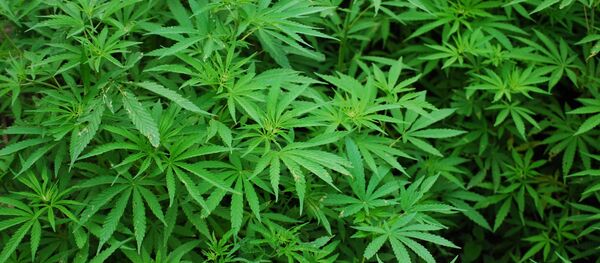 Marihuana (archivo) - Sputnik Mundo